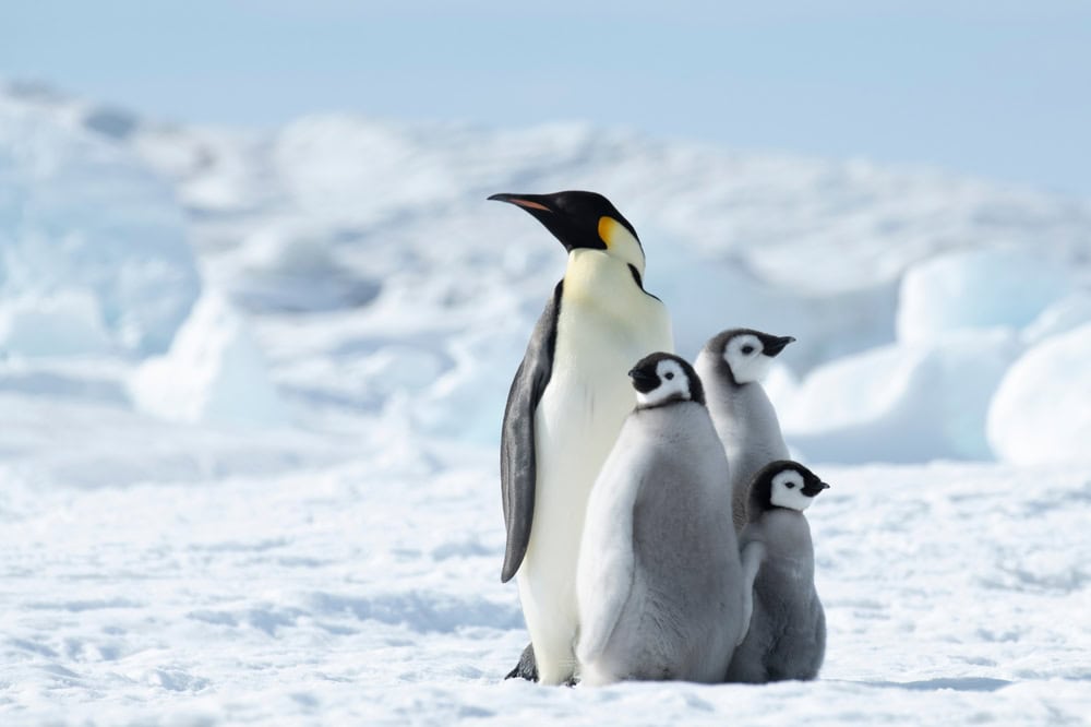 Por que pinguins não vivem no Hemisfério Norte? Estudo explica barreiras e limitações - Imagem do artigo original