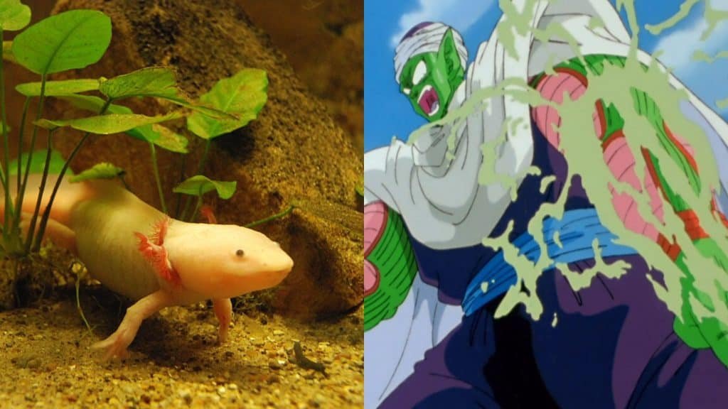 Oito animais exibem habilidades que lembram superpoderes da ficção - Imagem do artigo original