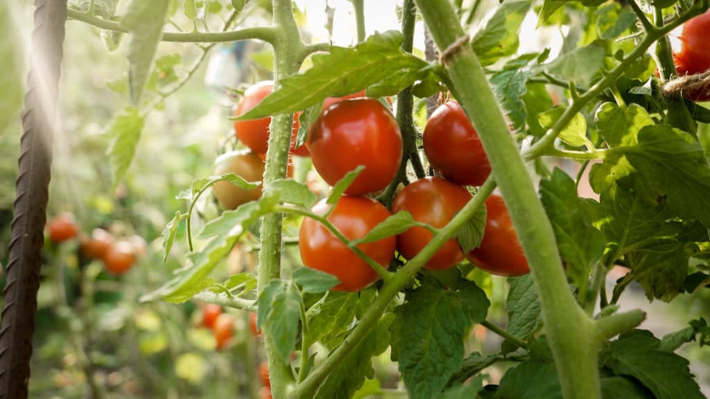 Robôs com inteligência artificial assumem a polinização de tomates e soja na China - Imagem do artigo original