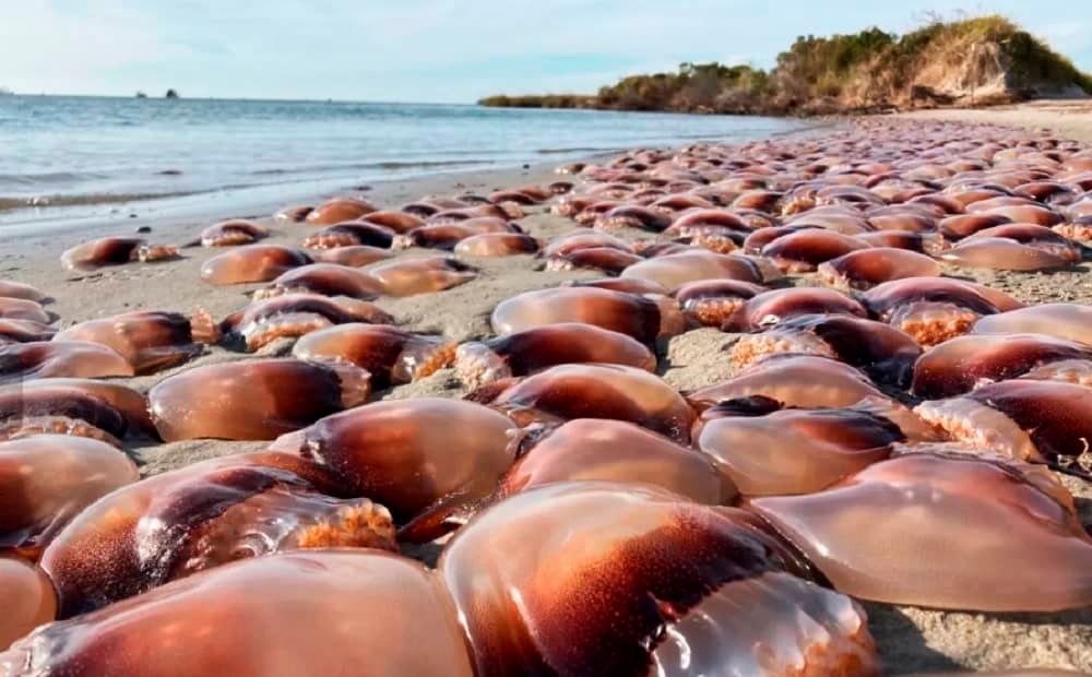 Por que praias australianas instalam estações de vinagre para atender vítimas de águas-vivas - Imagem do artigo original