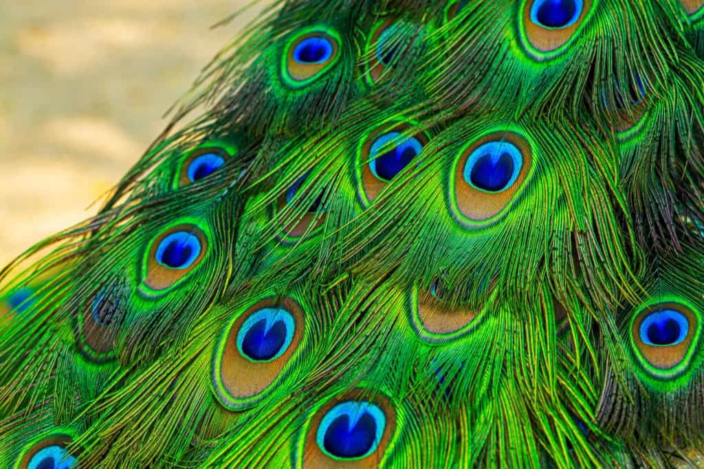 Pesquisa demonstra biolaser com penas de pavão e abre caminho para aplicações médicas e de segurança - Imagem do artigo original